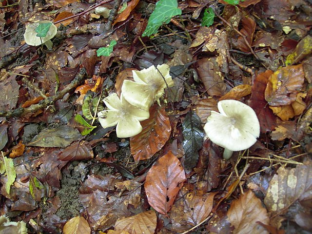 Hygrocybe  fornicata  (Fr.)   Singer